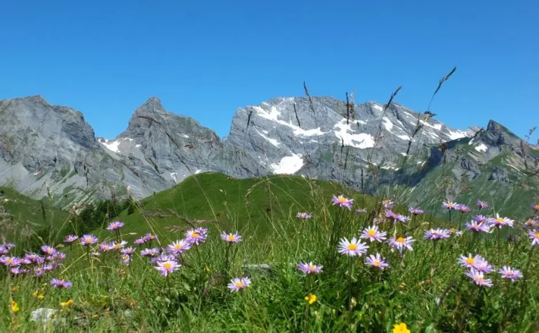 Randonnée des fleurs à la Seya- rando, randonnée, Ovronnaz, Suisse, Valais