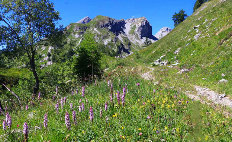 Randonnée des fleurs à la Seya- rando, randonnée, Ovronnaz, Suisse, Valais